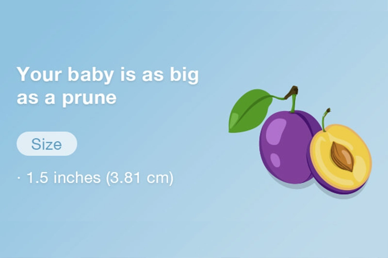 Your baby is as big as a prune when its size is 1.5 inches (3.81 cm).