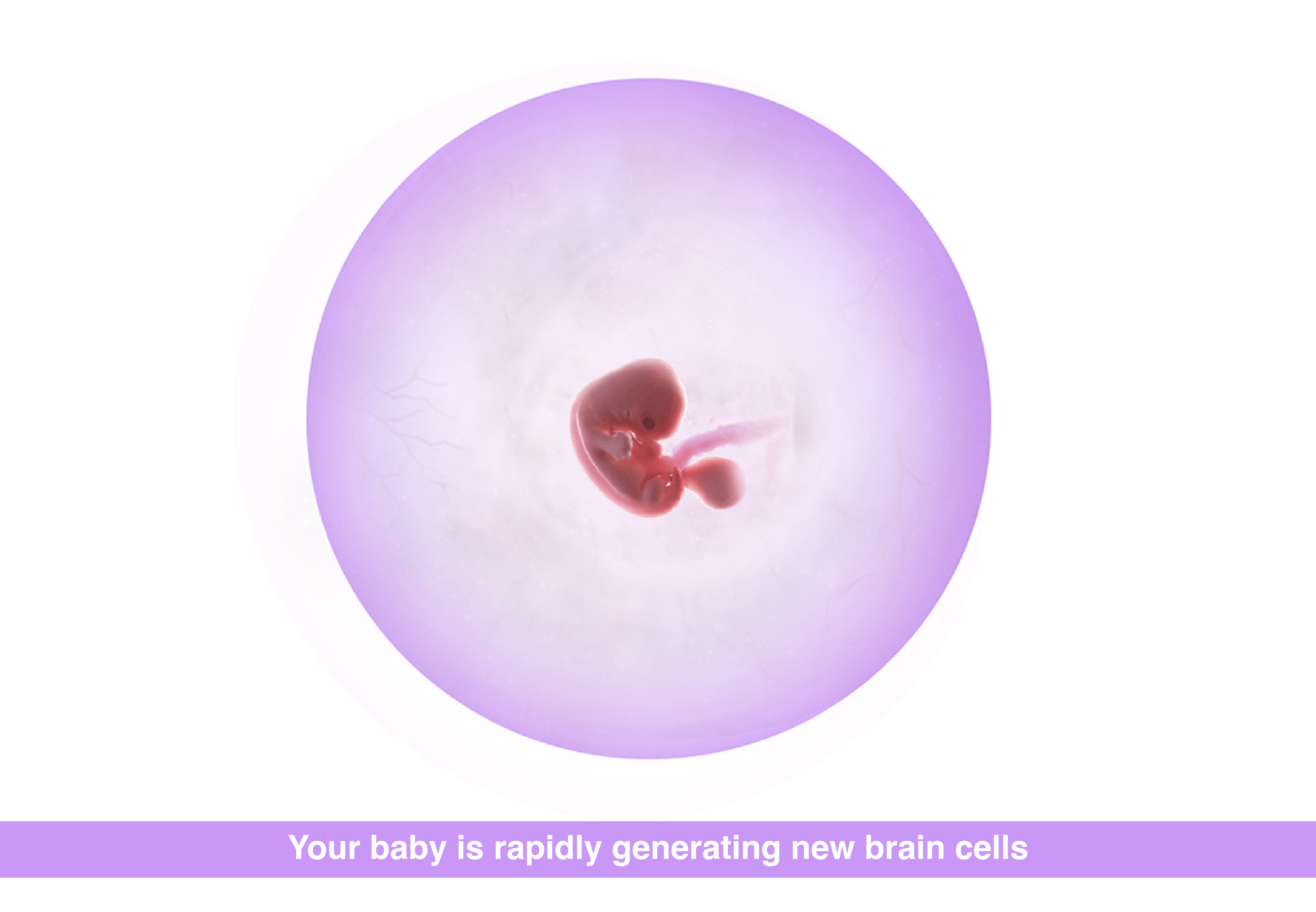 Fetal development pregnancy 7 weeks