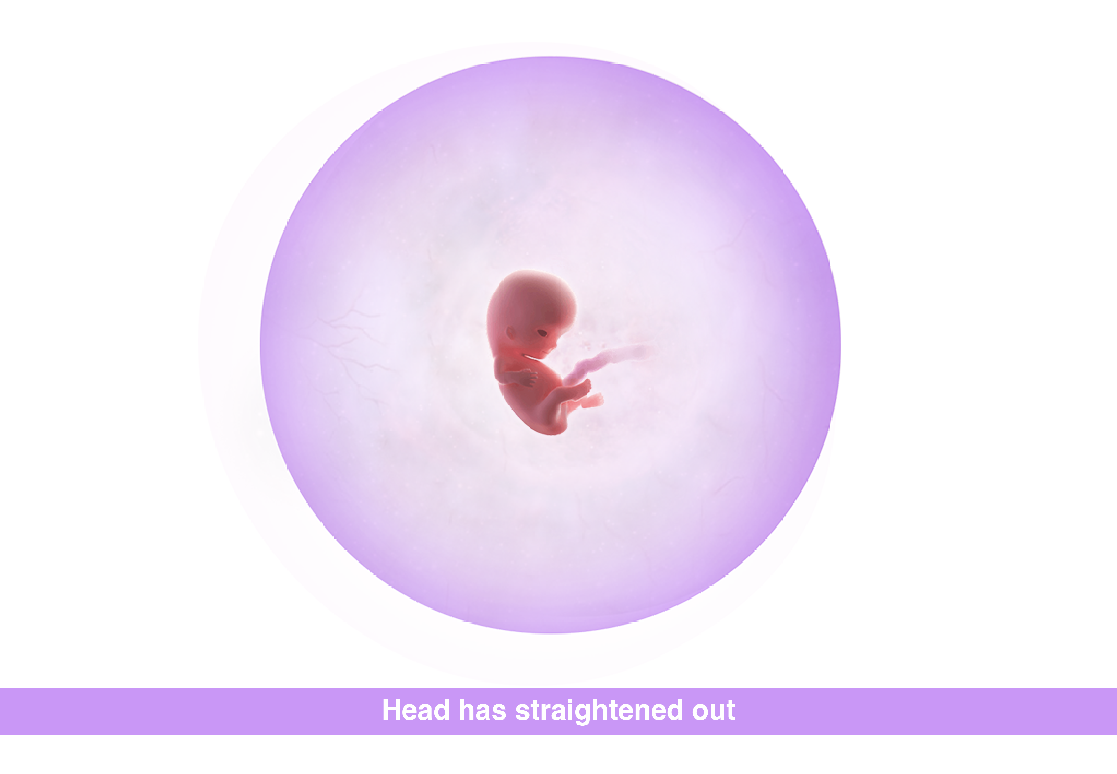 Fetal development 9 weeks pregnant