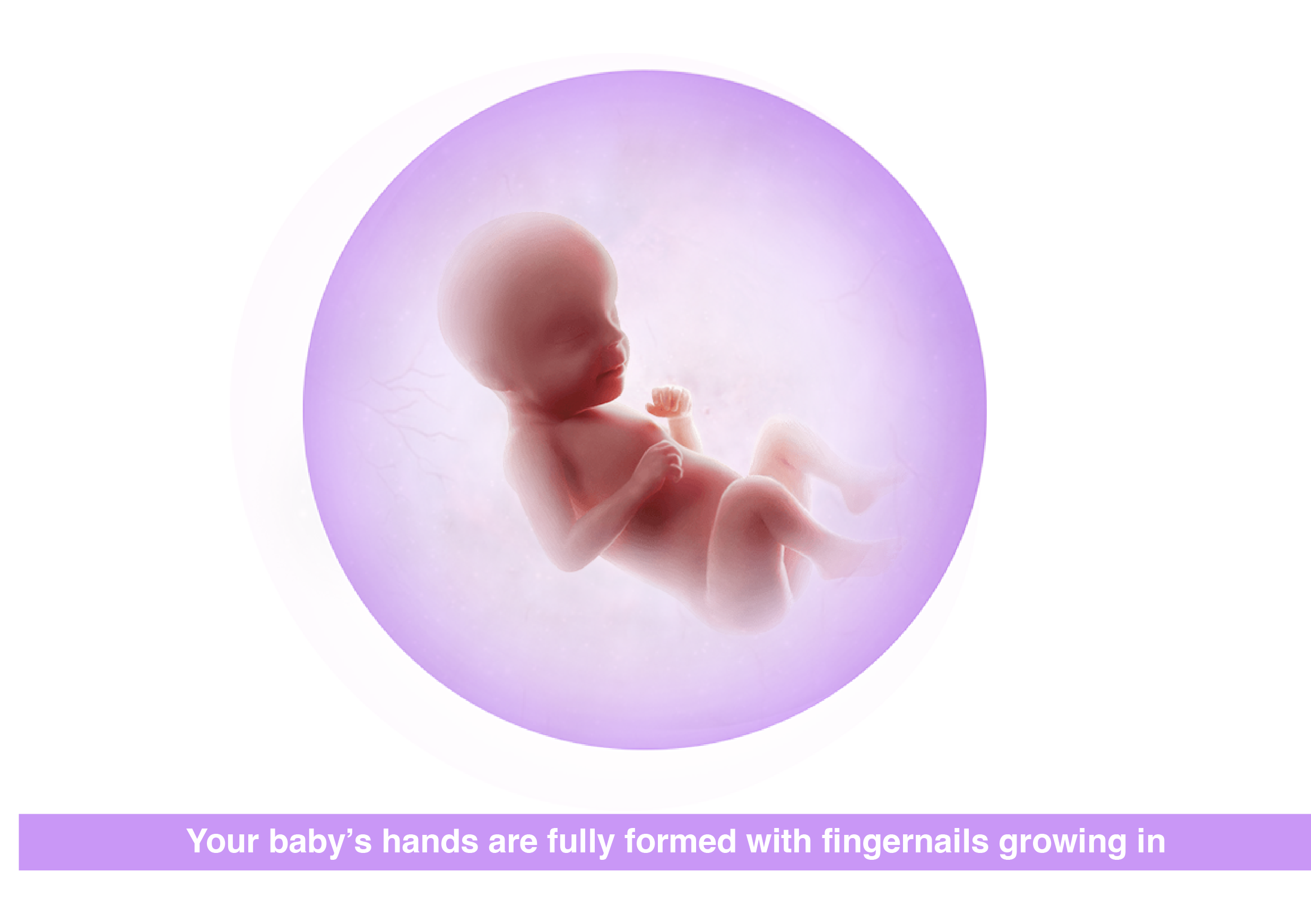 Fetal development 30 weeks pregnant