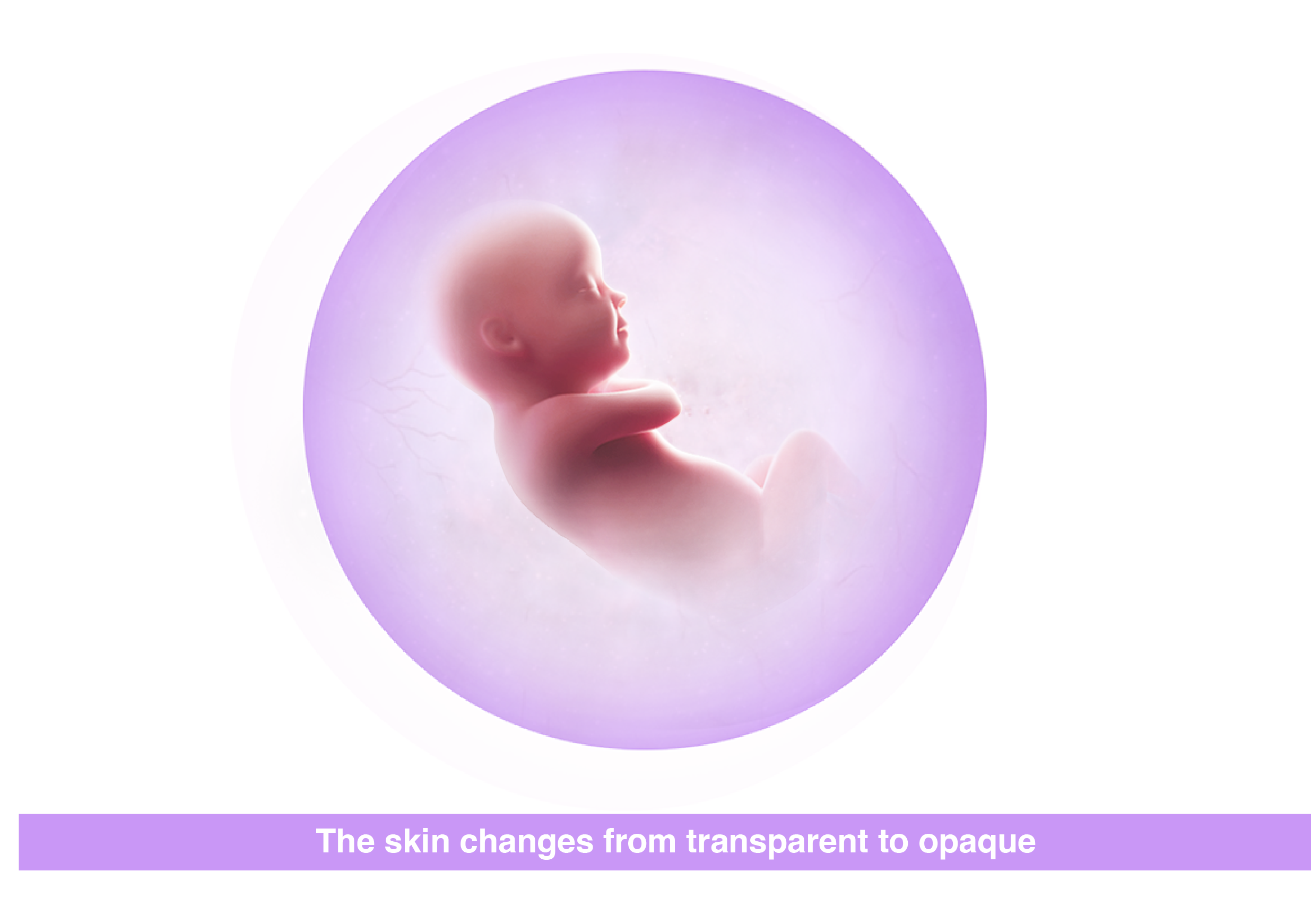 Fetal development at 32 weeks pregnant 