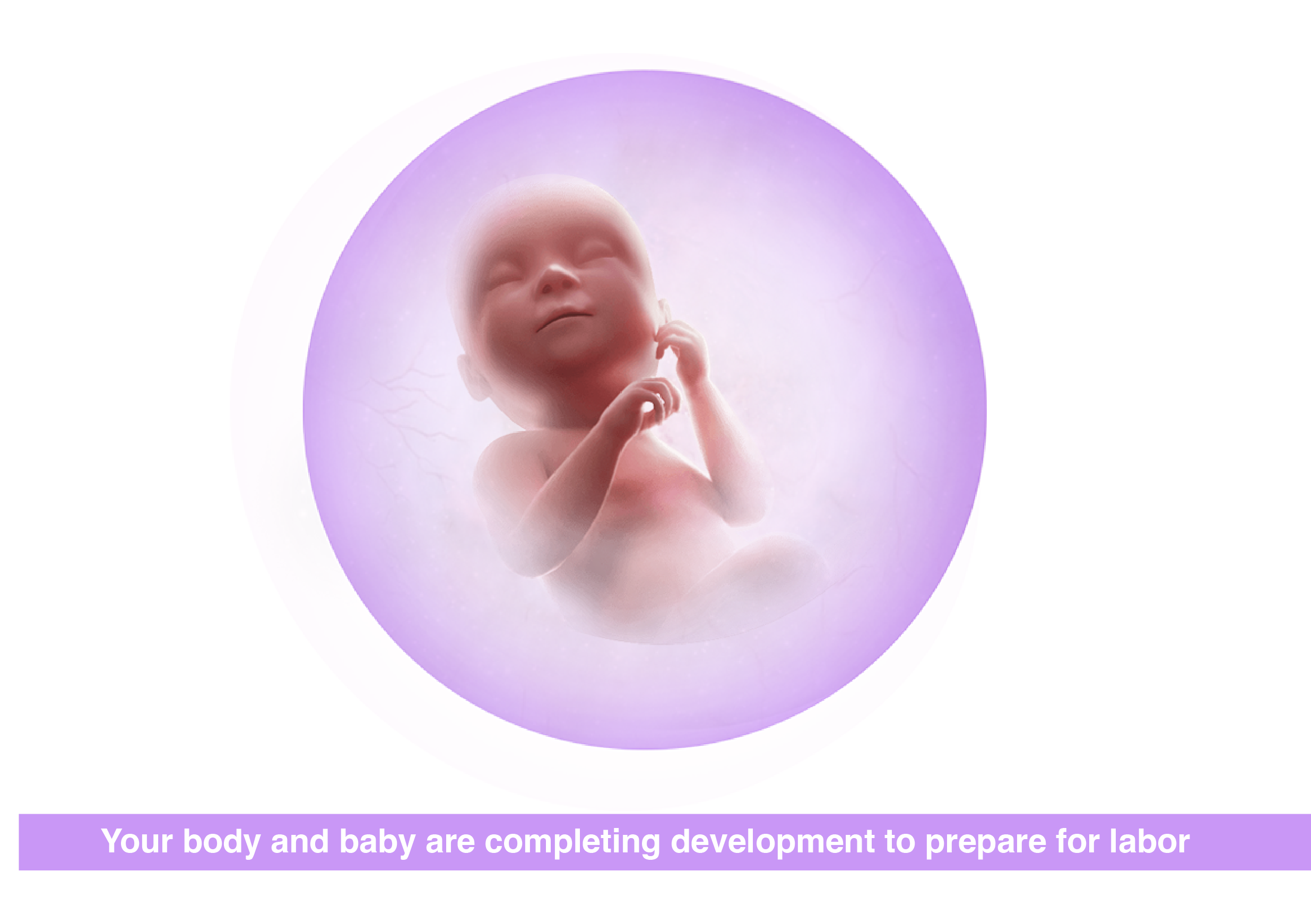 Fetal development 38 weeks pregnant