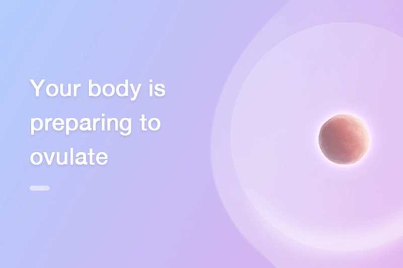 At 1-2 weeks pregnant your body is preparing to ovulate