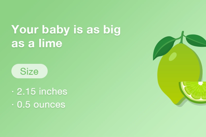 At 12 weeks pregnant your baby is just over the size of a small lime