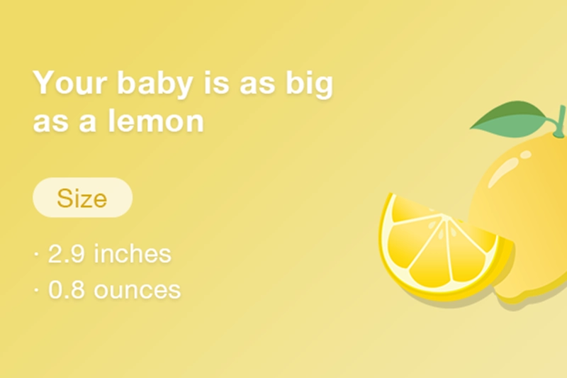 At 13 weeks pregnant your baby is the size of a lemon
