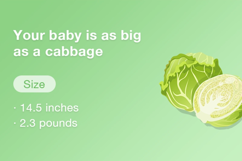 At 27 weeks pregnant your baby is approximately the size of a cabbage