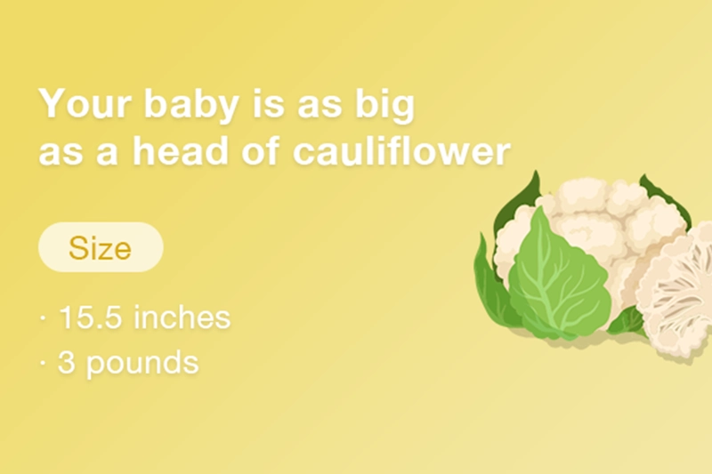 At 29 weeks pregnant your baby is approximately the size of a cauliflower