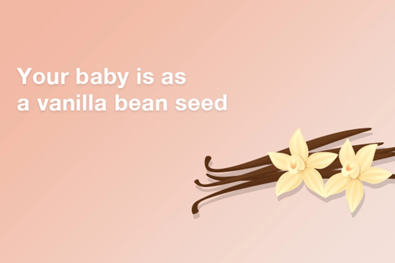 At 3 weeks pregnant your baby is a size of a vanilla bean seed