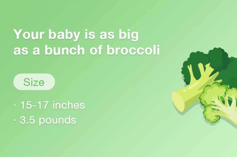 At 30 weeks pregnant your baby is about the size of a broccoli bunch