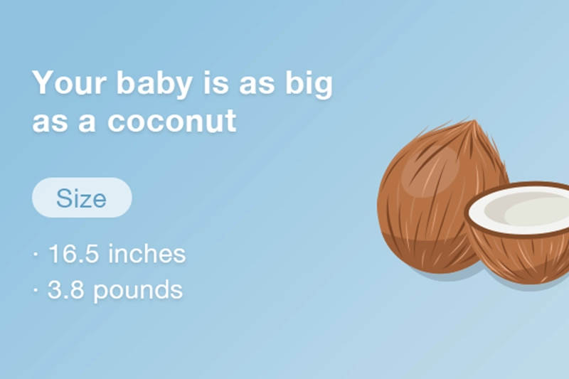 At 31 weeks pregnant your baby is roughly the size of a coconut.