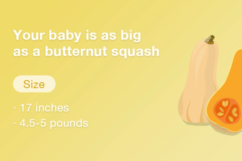 At 33 weeks pregnant your baby is about the size of butternut squash