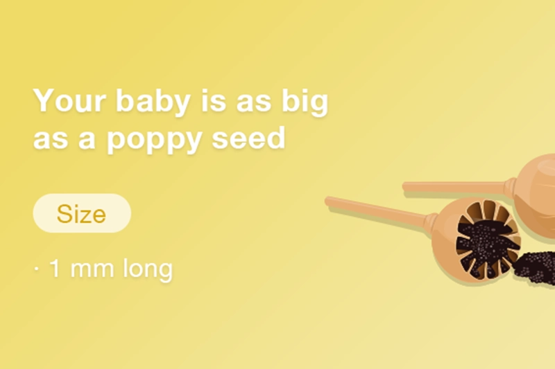 At 4 weeks pregnant your baby is only the size of a tiny poppy seed, just 1 mm long, and nestling into your uterus