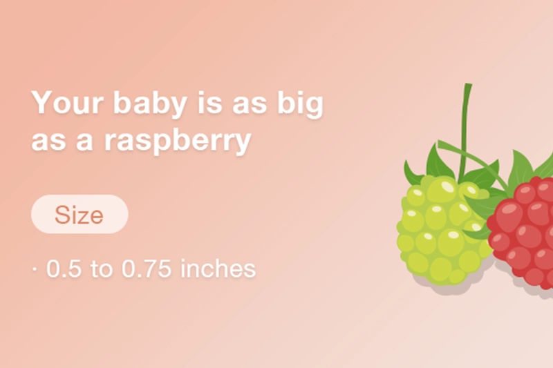 At 8 weeks pregnant your baby is about doubling in size each week and is now the size of a raspberry