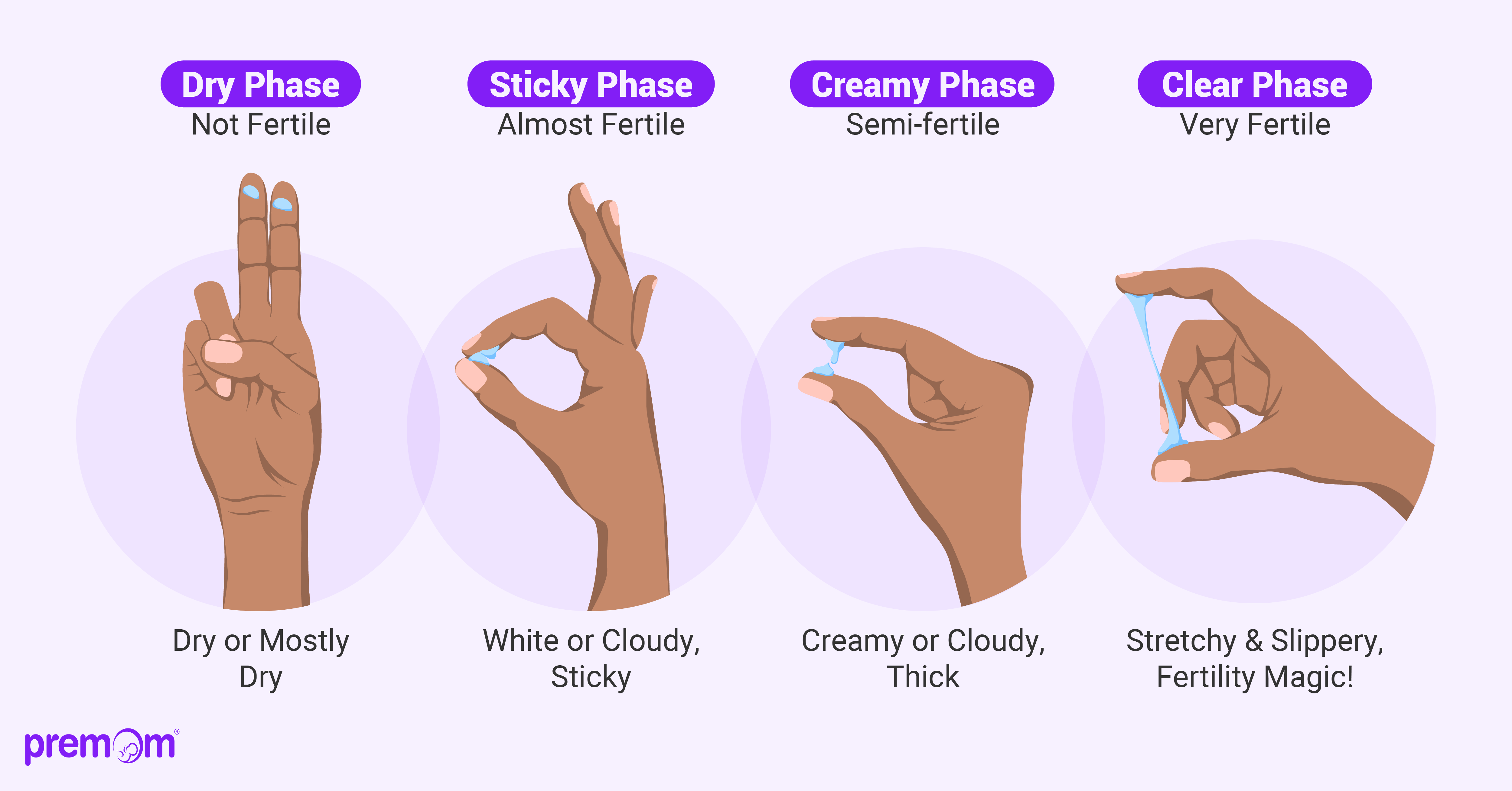 stages of cervical mucus