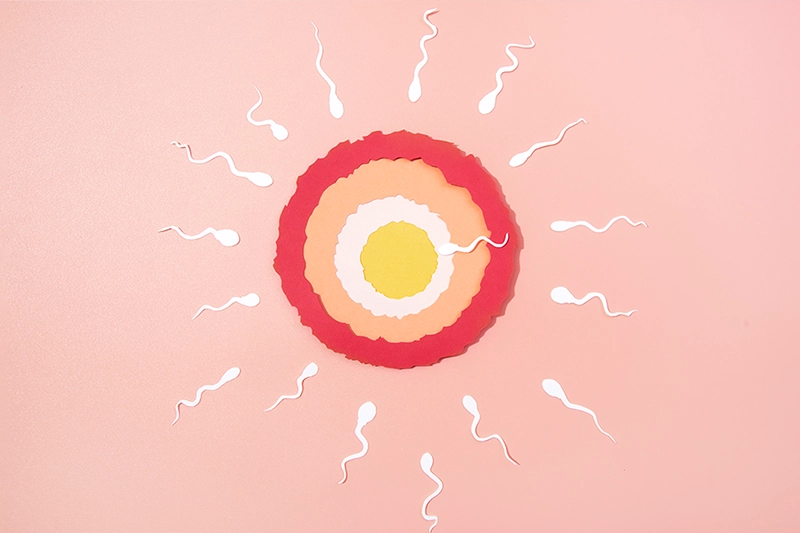 illustration of sperm meeting the egg during the dpo