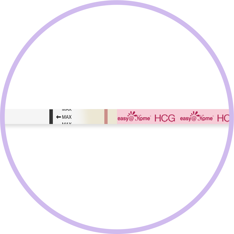 గర్భం-2వ దశ
