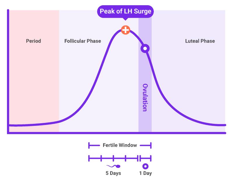 how many days after sex to get pregnant