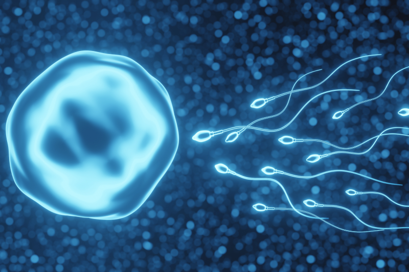 Sperms reach the egg_Timing sex