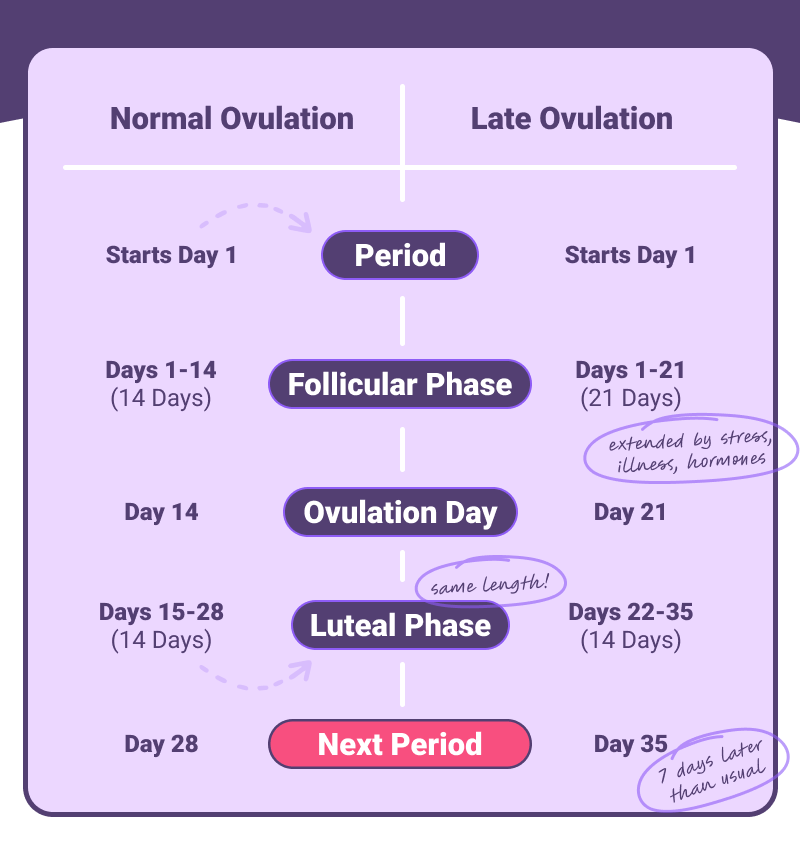 Late ovulation vs normal ovulation cycle example
