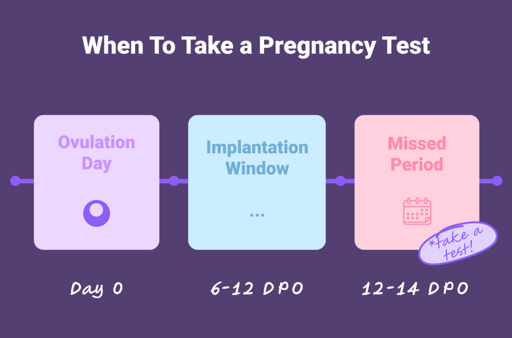 When to take a pregnancy test timeline- take at 12-14 dpo