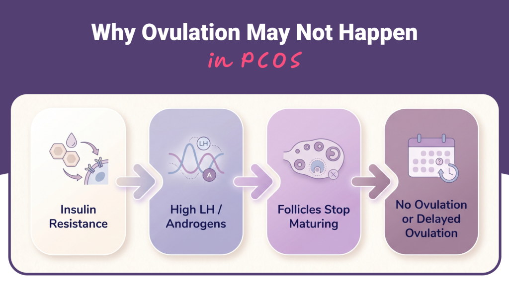 Why Ovulation May Not Happen in PCOS
